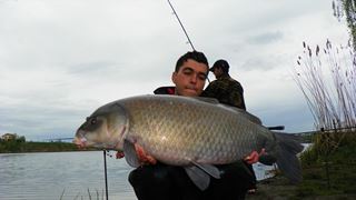 Buffalo Carp - Tancabsti